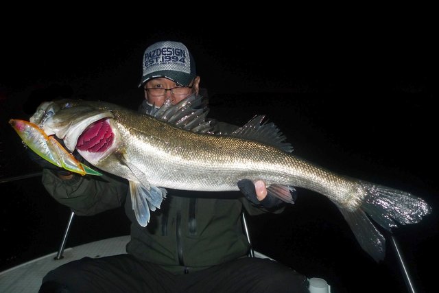 シーバス(スズキ)