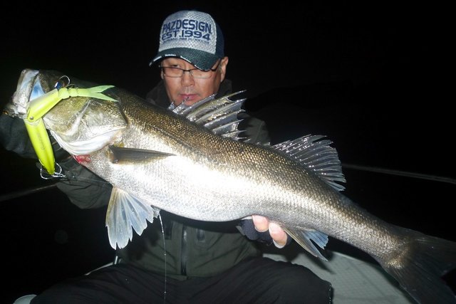 シーバス(スズキ)