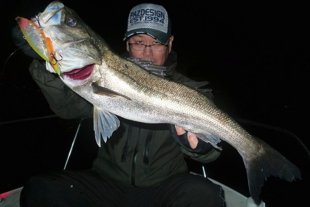 シーバス(スズキ)