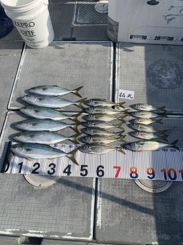 アジ(マアジ)・ハマチ(ブリ)