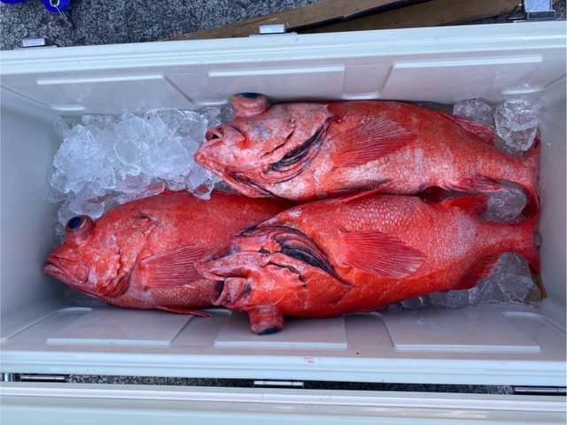 ベニアコウ(オオサガ)