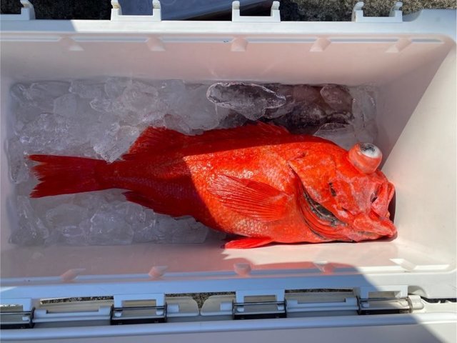 ベニアコウ(オオサガ)