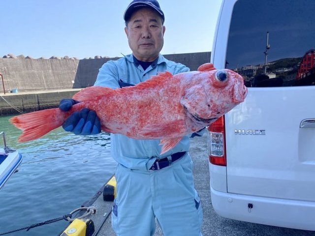 ベニアコウ(オオサガ)