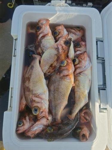 メバル・ホウボウ