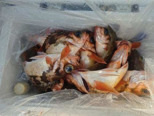 メバル・ホウボウ