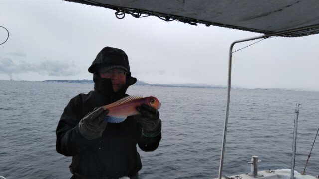 アマダイ(アカアマダイ)