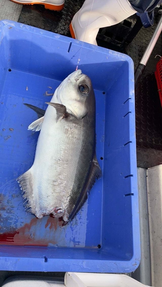 ダルマ(メダイ)