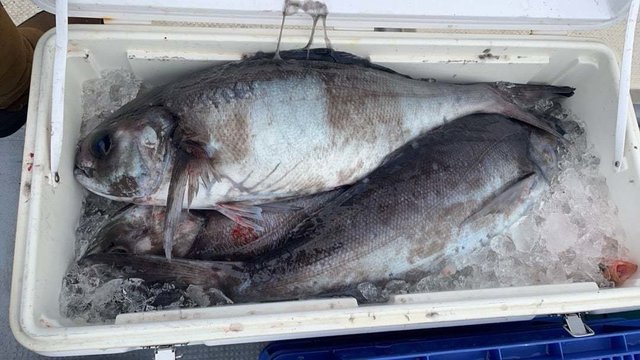 ダルマ(メダイ)