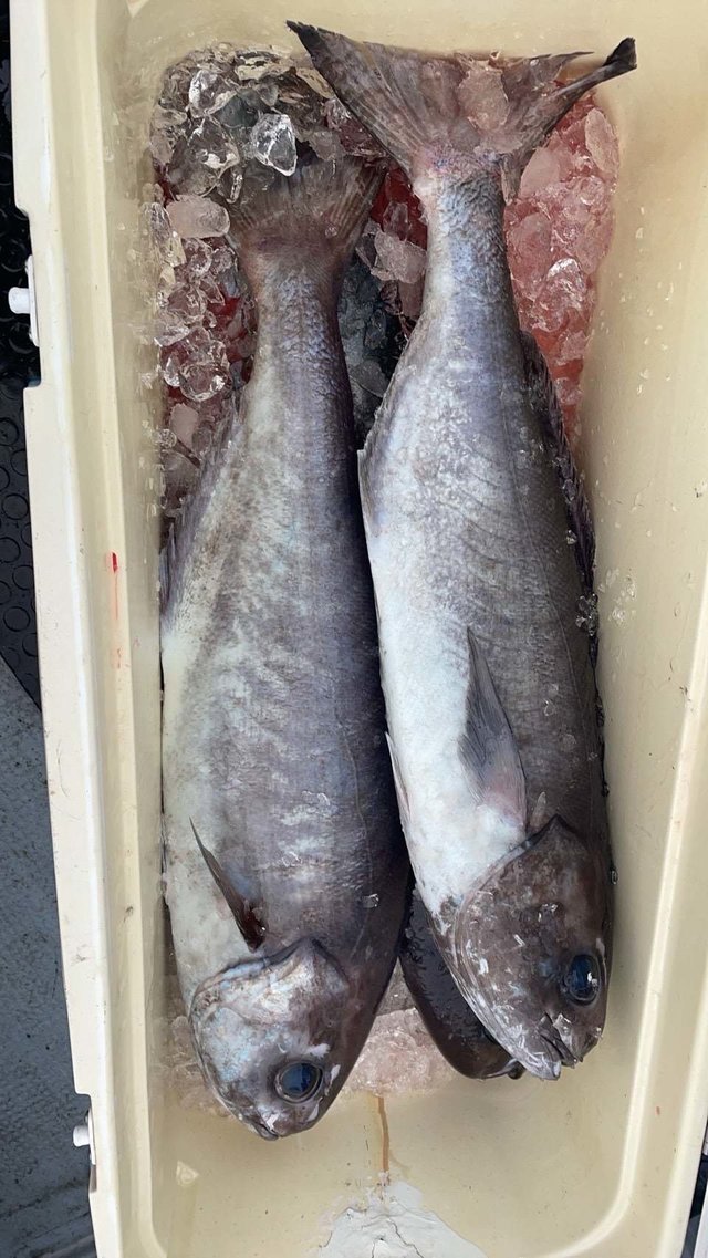 ダルマ(メダイ)