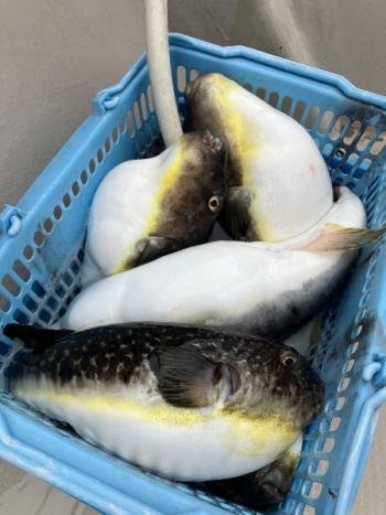 フグ(ショウサイフグ)