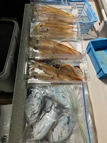 ヤリイカ・コウイカ