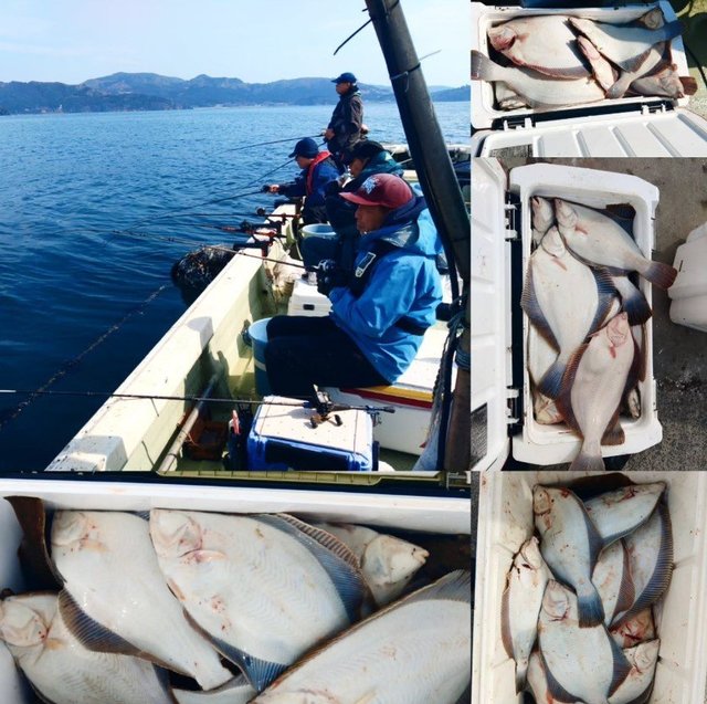 カレイ(マコガレイ)