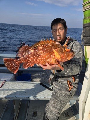 カンコ(ウッカリカサゴ)