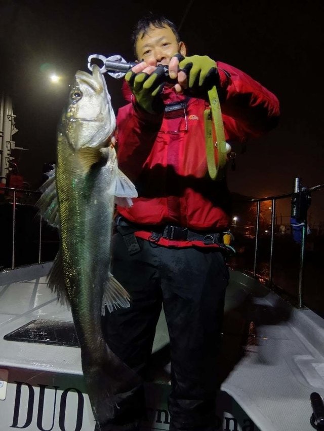 シーバス(スズキ)