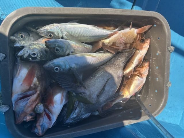 アジ(マアジ)・メバル