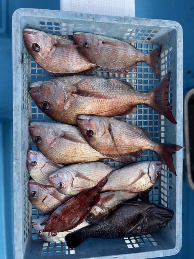 マダイ・ハナダイ(チダイ)・ソイ(クロソイ)・カサゴ