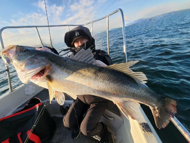 シーバス(スズキ)