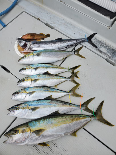 ヤズ(ブリ)・ヒラス(ヒラマサ)・サワラ