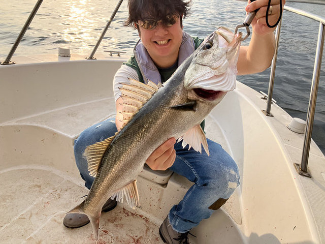 シーバス(スズキ)