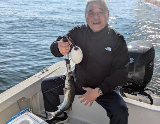 シーバス(スズキ)