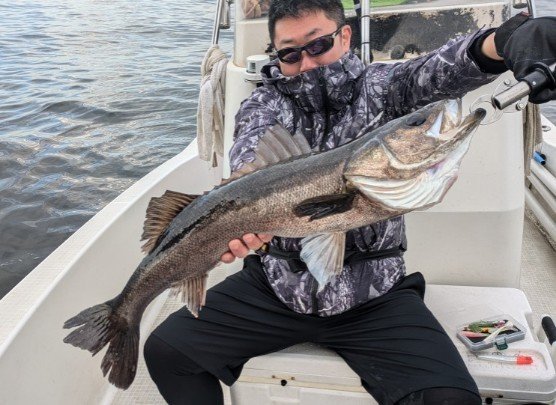 シーバス(スズキ)