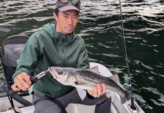 シーバス(スズキ)