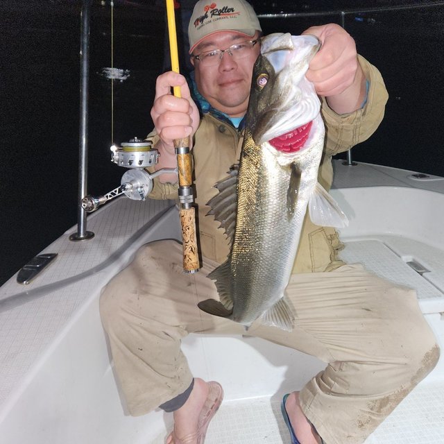 シーバス(スズキ)