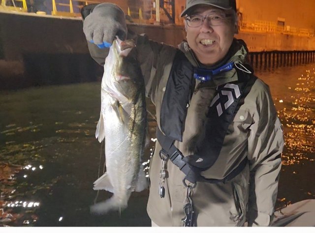 シーバス(スズキ)