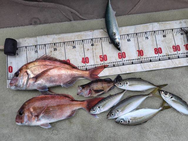 タイ(マダイ)・アジ(マアジ)