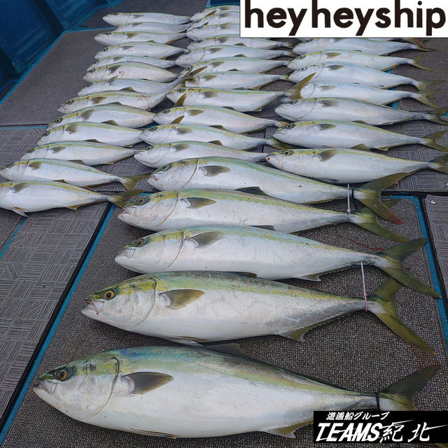 ハマチ(ブリ)・メジロ(ブリ)