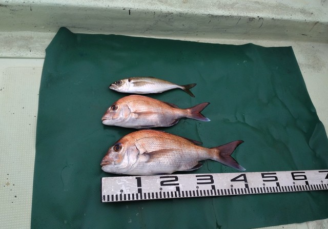 マダイ・マアジ