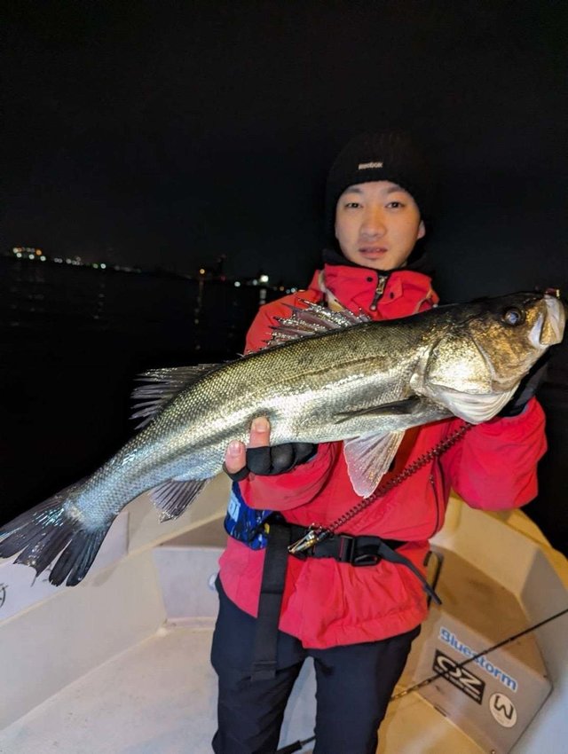 シーバス(スズキ)