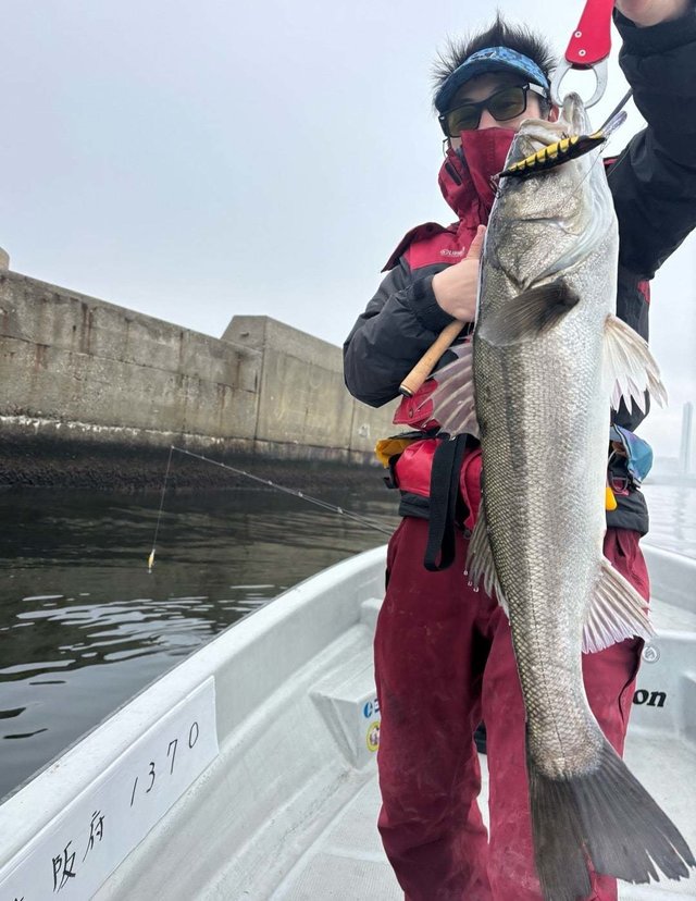 シーバス(スズキ)