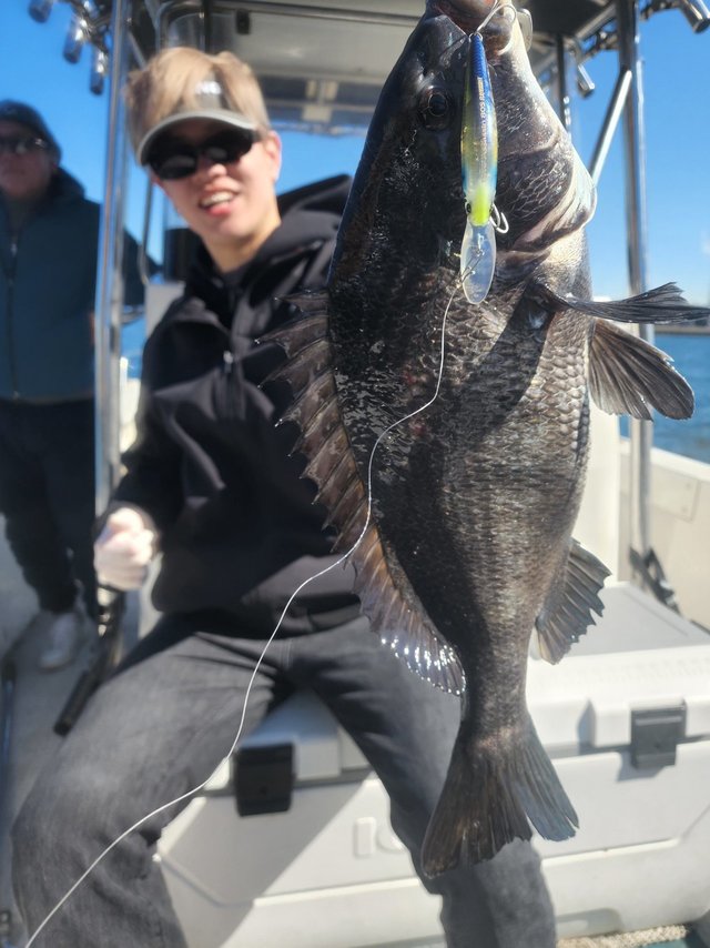 チヌ(クロダイ)