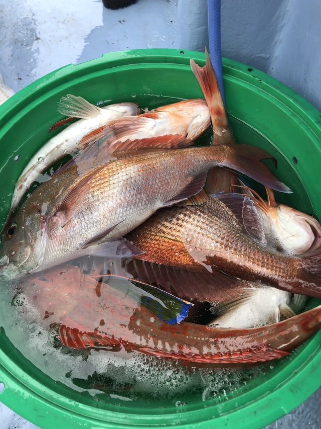 マダイ・ホウボウ