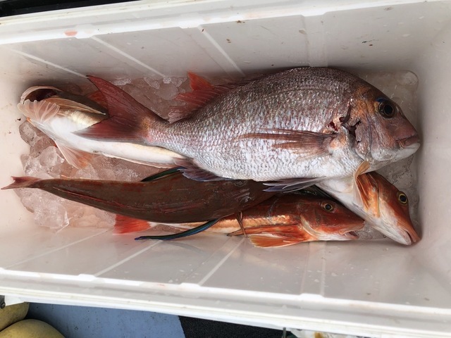 マダイ・ホウボウ