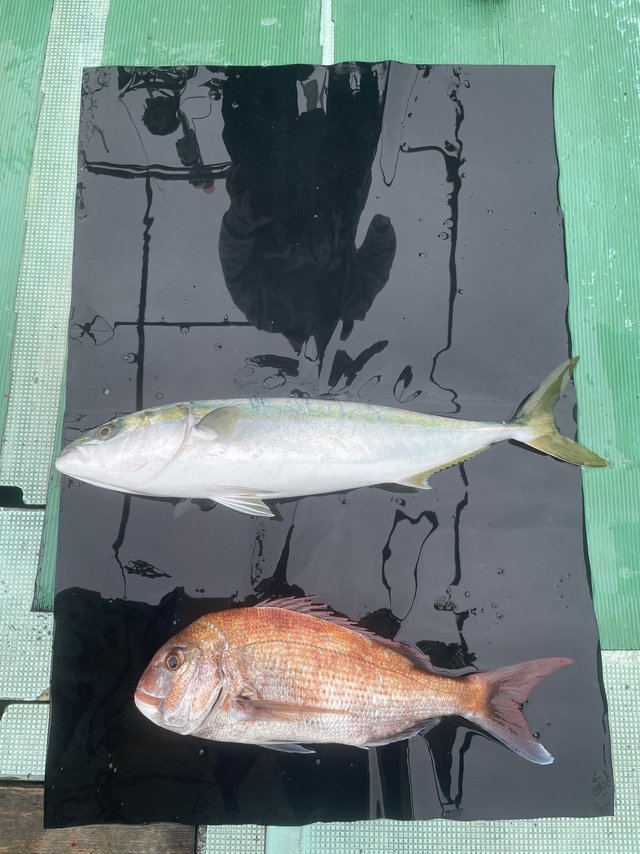 マダイ・メジロ(ブリ)