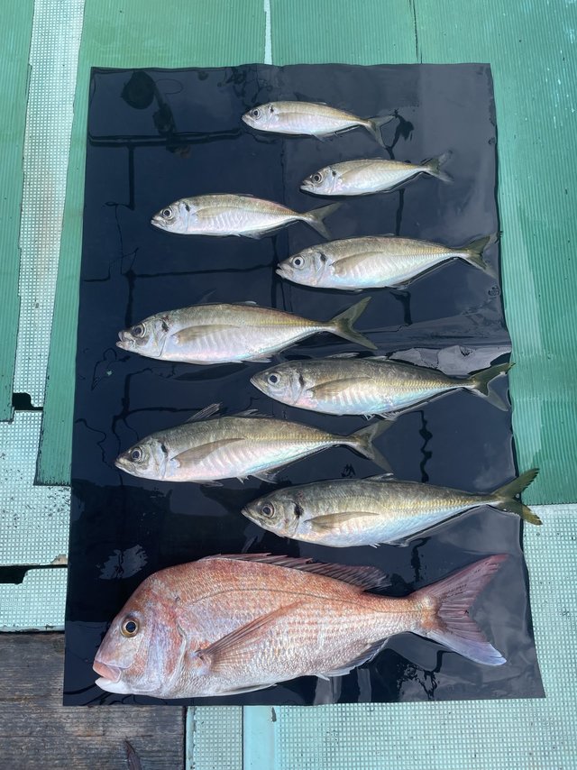 マダイ・マアジ