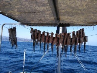 ヤリイカ・スルメ(スルメイカ)