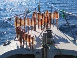 ヤリイカ・スルメ(スルメイカ)