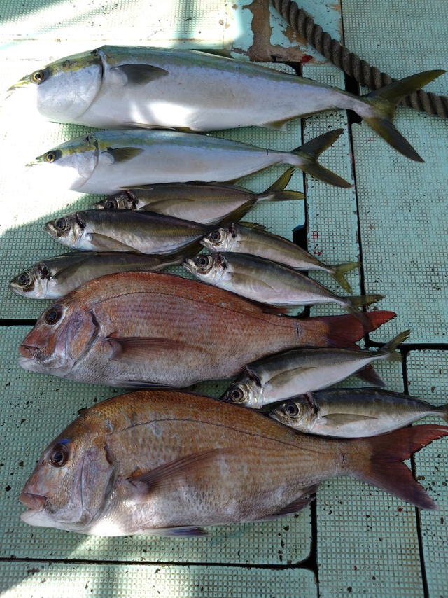 タイ(マダイ)・アジ(マアジ)・ハマチ(ブリ)・メジロ(ブリ)