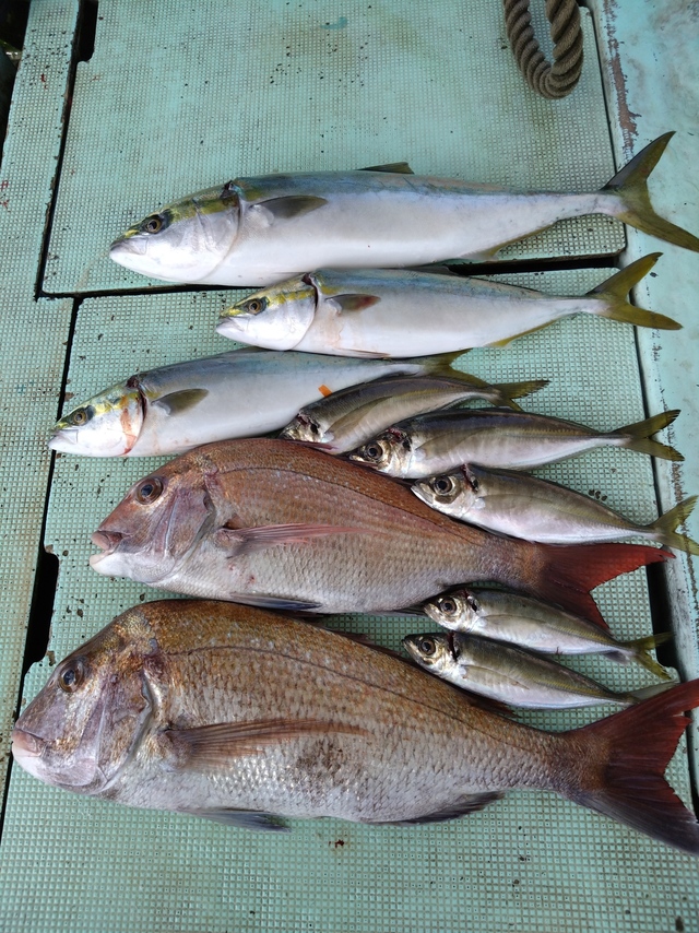 タイ(マダイ)・アジ(マアジ)・ハマチ(ブリ)・メジロ(ブリ)