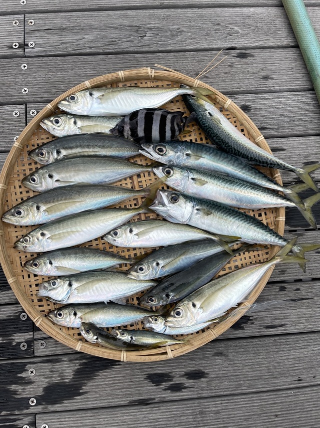 アジ(マアジ)・サバ(ゴマサバ)