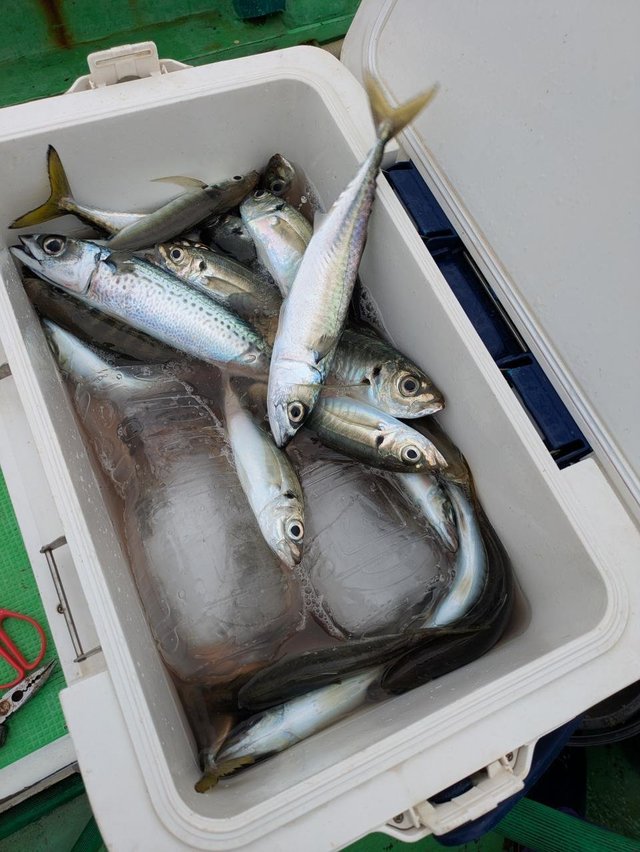 アジ(マアジ)・サバ(マサバ)・サバ(ゴマサバ)