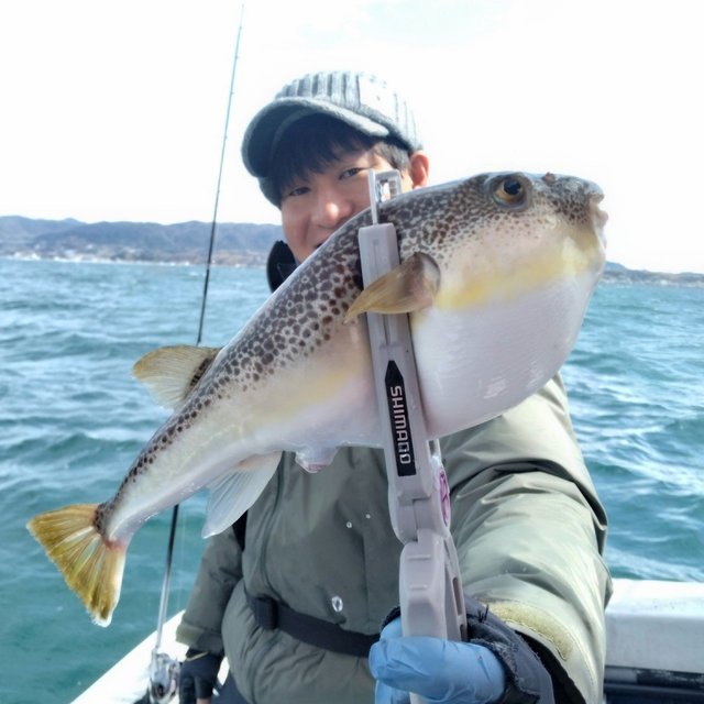 フグ(ショウサイフグ)