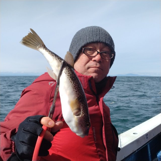 フグ(ショウサイフグ)