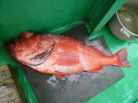 ベニアコウ(オオサガ)