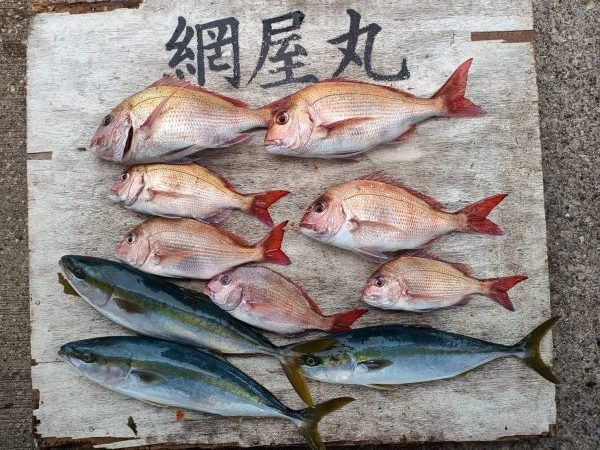 マダイ・イナダ(ブリ)