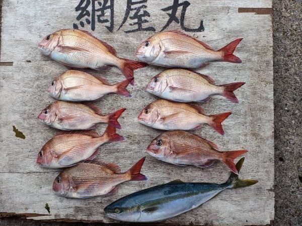 マダイ・イナダ(ブリ)