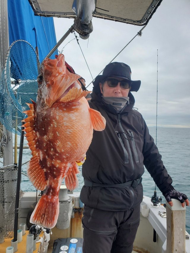 アコウ(キジハタ)